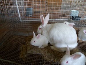 First Baby Rabbits