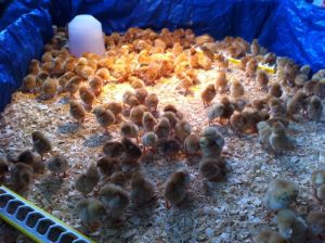 Broiler - first brooder