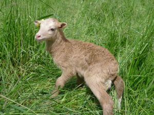 Lamb 202E - Our fourth birth