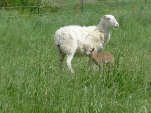 Lamb 202E with Mom