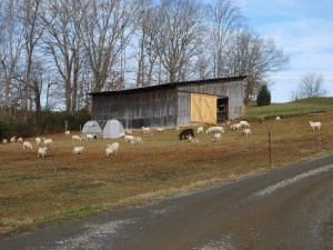 Lambing barn move