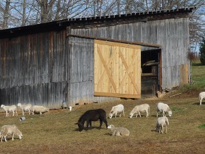lambing barn move2