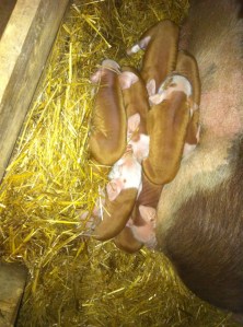 Pig pile! A good way to stay warm.