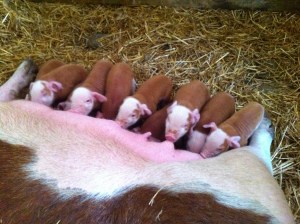 Piglets nursing - Rd. 2