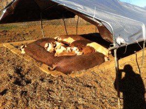 Had very cold pigs in February