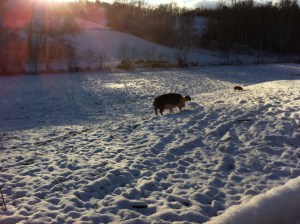 Very cold and wet pigs!