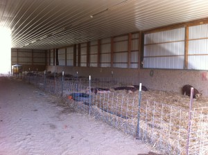 Moved the pigs into our big sand floored barn (that wall has two huge windows that open up too)