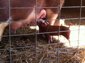 And really cute, happy piglets. One of 12. 