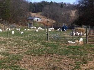 Weaned the January lambs