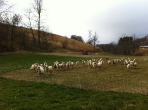 Got our rotational grazing techniques in order.