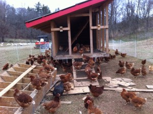 Moved old nest boxes out of the egg mobile and put new ones on the sides.