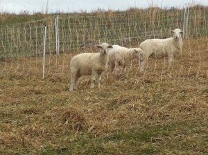 Found out who the troublemaker lambs were... "how do I get back to the side where everyone else is?"