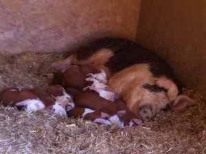 Had pig piles galore!