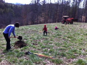 Had lots of help planting an orchard