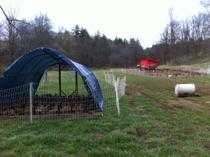 Moved our first batch of meat birds onto pasture