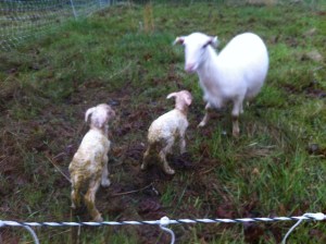 Surprise Lambs1