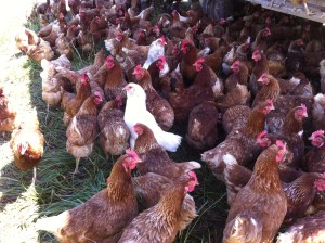 Guess which one's an Americauna...