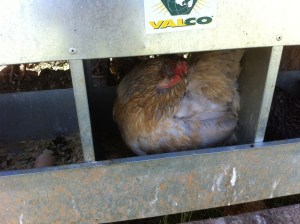 This one's an Americauna. She's responsible for some of the blue and green eggs.