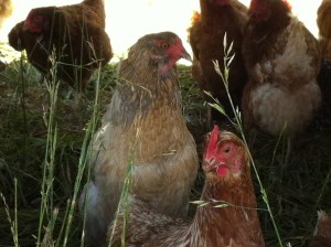 Same bird, done laying her egg