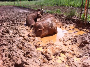 Our boar likes coating himself too.