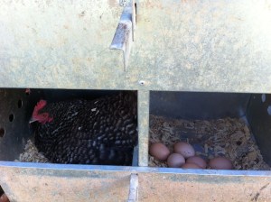 And lay lots of eggs in the morning.