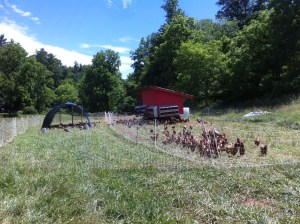 That's the meat bird hut on the left, eggmobile to the right.