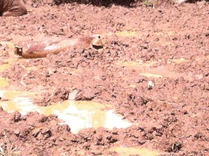 Want to play find the pig?