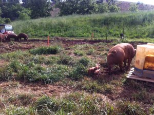 Stay close to momma!