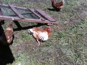 Straight Chillin' (this is actually how they chill... one leg out, wing out on occasion)