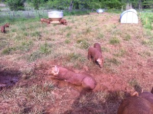 I watched this pig flop from one side...