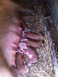 Just an even cuter shot.