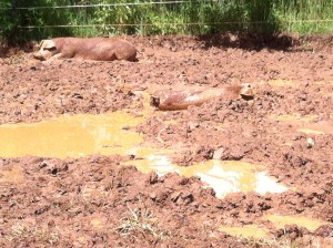 pig in mud