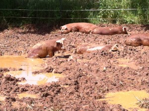 pigs in mud