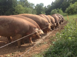 Feeding time for mommas